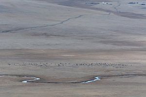 Uitgestrekt landschap rivier en yaks Mongolië