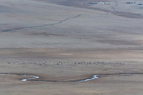 Uitgestrekt landschap rivier en yaks Mongolië