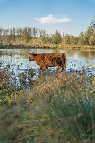 Schotse Hooglander in de polder bij Broekpolder, vlaardingervaart
