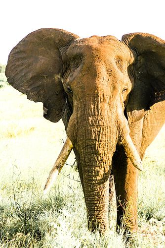 Portret van een Afrikaanse olifant in het gras tegen gebleekte achtergrond