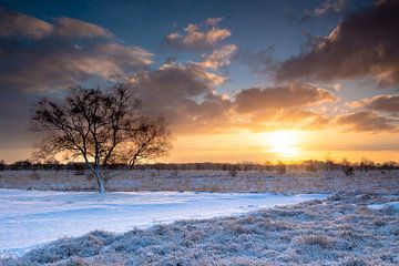 Winterlicher Sonnenaufgang auf dem Balloerveld von Marc van der Duin