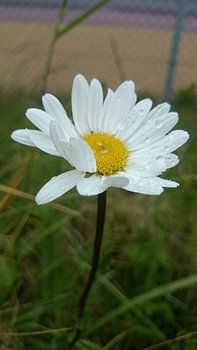 Margriet