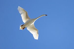 Schwan im Flug