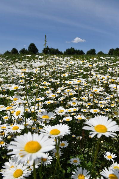 A field of flowering daisies by Claude Laprise