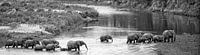 elephants cross the river in africa