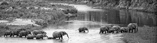 les éléphants traversent le fleuve en afrique