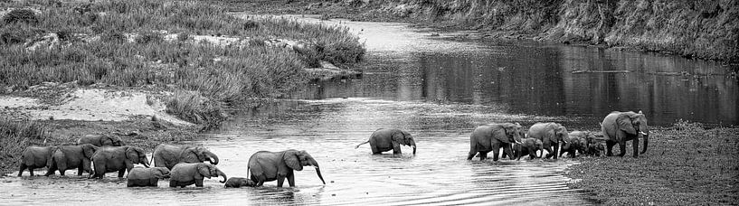 olifanten steken de rivier over in afrika van Ed Dorrestein