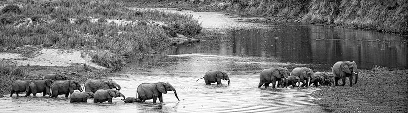 elephants cross the river in africa by Ed Dorrestein