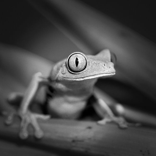 Rotäugiger Laubfrosch von Frans Lemmens