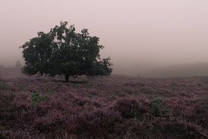 La bruyère dans le brouillard