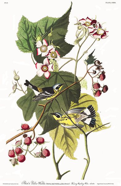 Magnolien-Waldsänger von Birds of America