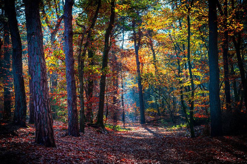 Autumn in Dutch forest by Danny den Breejen