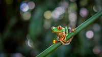 rood-oog boomkikker