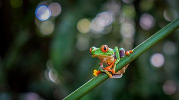 red-eyed tree frog by Guy Lambrechts