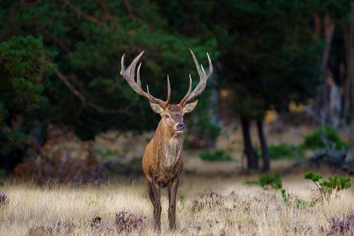 Red deer in the Veluwe 2