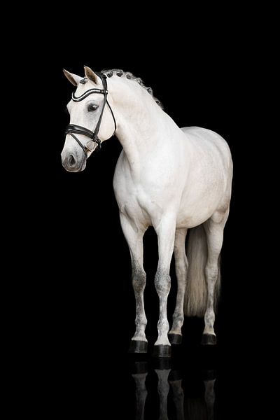 Beaux-arts Cheval par Keeley Wit