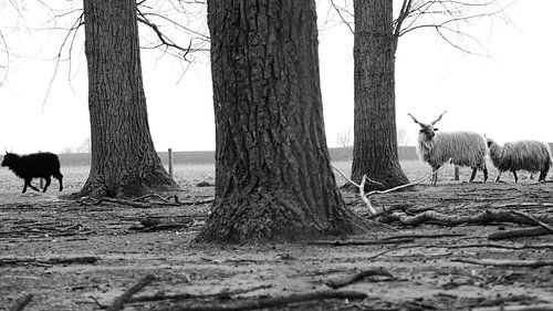 Racka Sheep - Halsteren