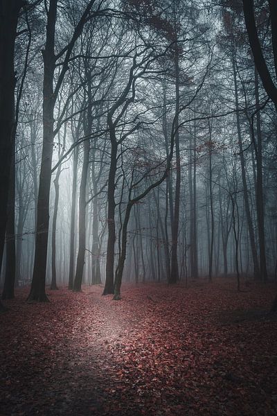 Herbstlicht von Steffen Peters