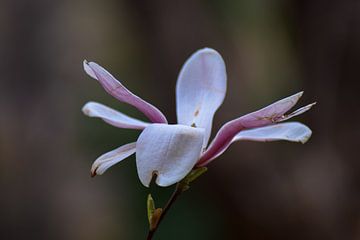 Beauté rustique sur Winfred van den Bor