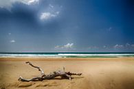 Toter Baum am Strand von Ed Dorrestein Miniaturansicht