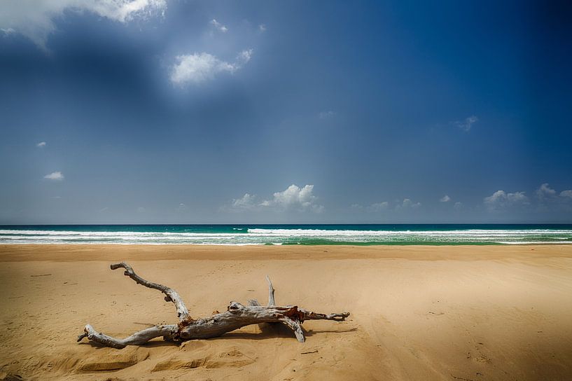 Toter Baum am Strand von Ed Dorrestein