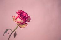 Roze roos von Ronald van der Zon Miniaturansicht