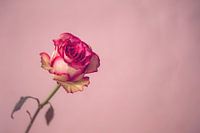 Roze roos