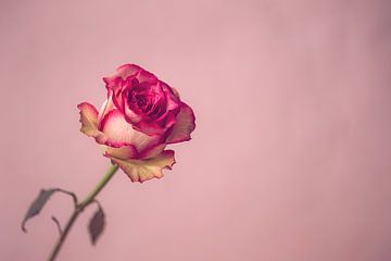 Roze roos von Ronald van der Zon