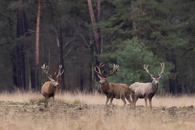 Rotwild am Waldrand von Ina Hendriks-Schaafsma