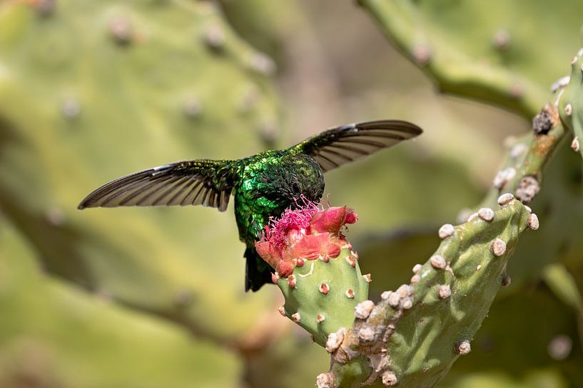 Diep in de nectar van gea strucks