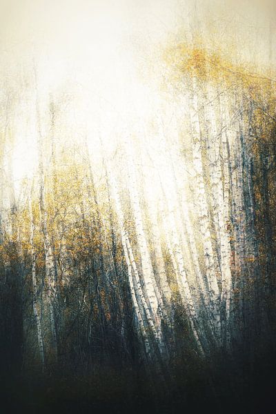 Birkenwald in Herbststimmung.... von Maneschijn FOTO