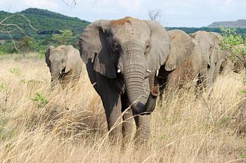 Groep olifanten in Zuid Afrika van Lydia van Wingerden