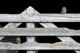 Twee Steenuiltjes op een hek by LTDphoto