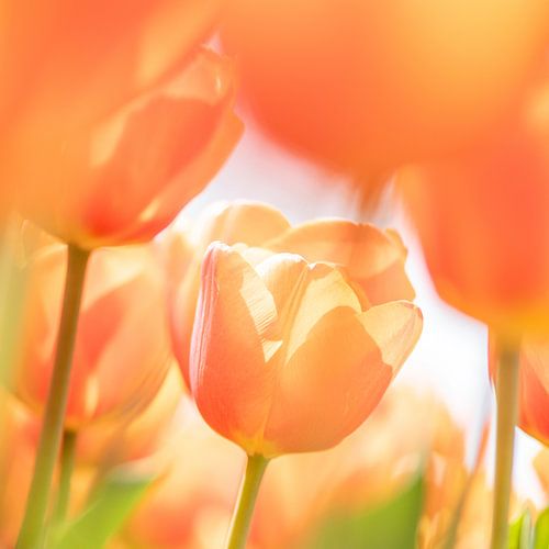Oranje tulpen