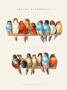 Hector Giacomelli - Une perche d'oiseaux