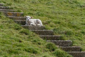 Agneau au frais dans les escaliers - Texel sur Texel360Fotografie Richard Heerschap