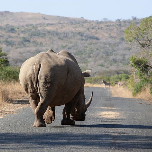 Neushoorn steekt de weg over
