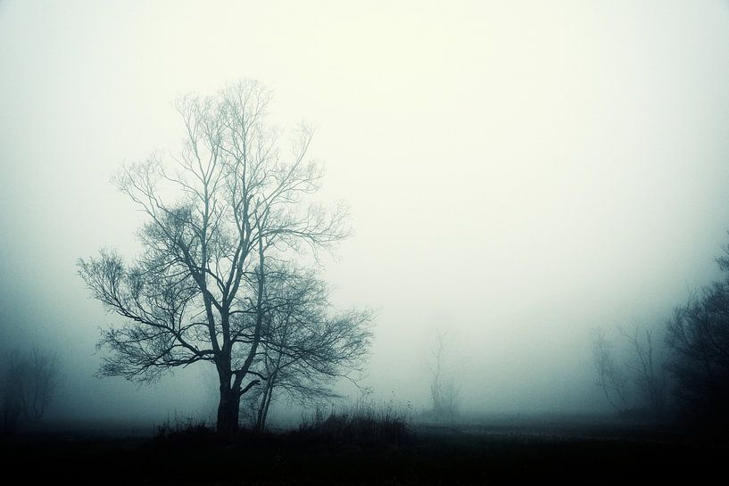 Misty morning van Richard Marks