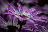 Blume mit Regentropfen