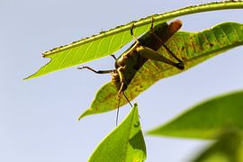 Sprinkhaan hangt ondersteboven