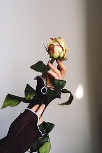 Die schöne Rose. von Moniek Kuipers