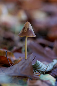 mushroom