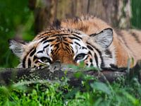 Tiger auf der Lauer