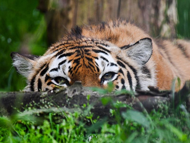 Tiger lurking by Fearless Photography