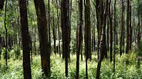 Saplings from the path