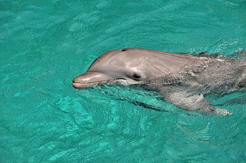 Bottlenose dolphin in Curaçao by Karel Frielink