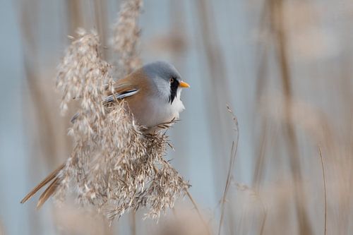 Baardmannetje op een koude winterdag.