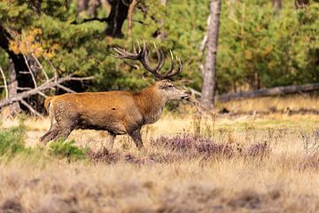Red deer on the Hoge Veluwe, Netherlands by Gert Hilbink