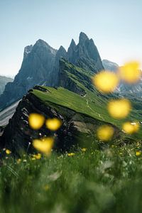 Seceda avec des fleurs alpines dans le Tyrol du Sud sur road to aloha