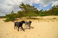 Spielende Hunde in den Sanddünen in der Nähe eines Baumes von Marco Leeggangers Miniaturansicht